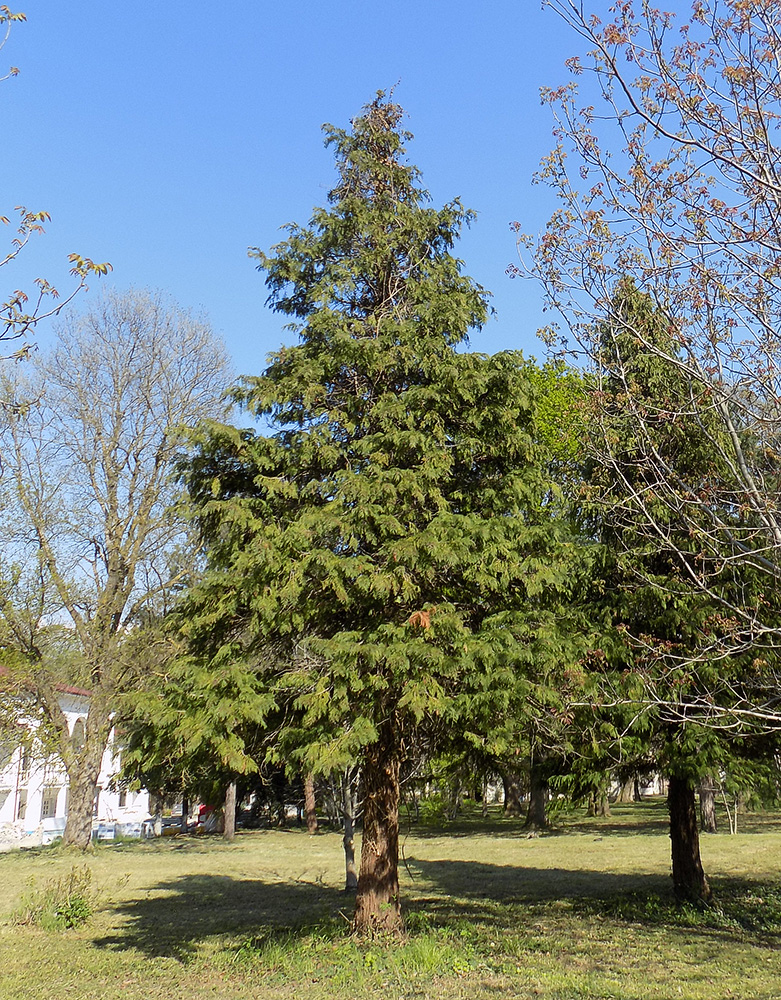 Изображение особи Chamaecyparis lawsoniana.