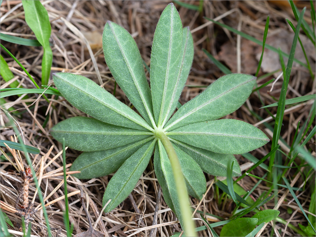 Изображение особи Lupinus &times; regalis.