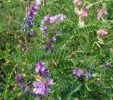 Vicia tenuifolia