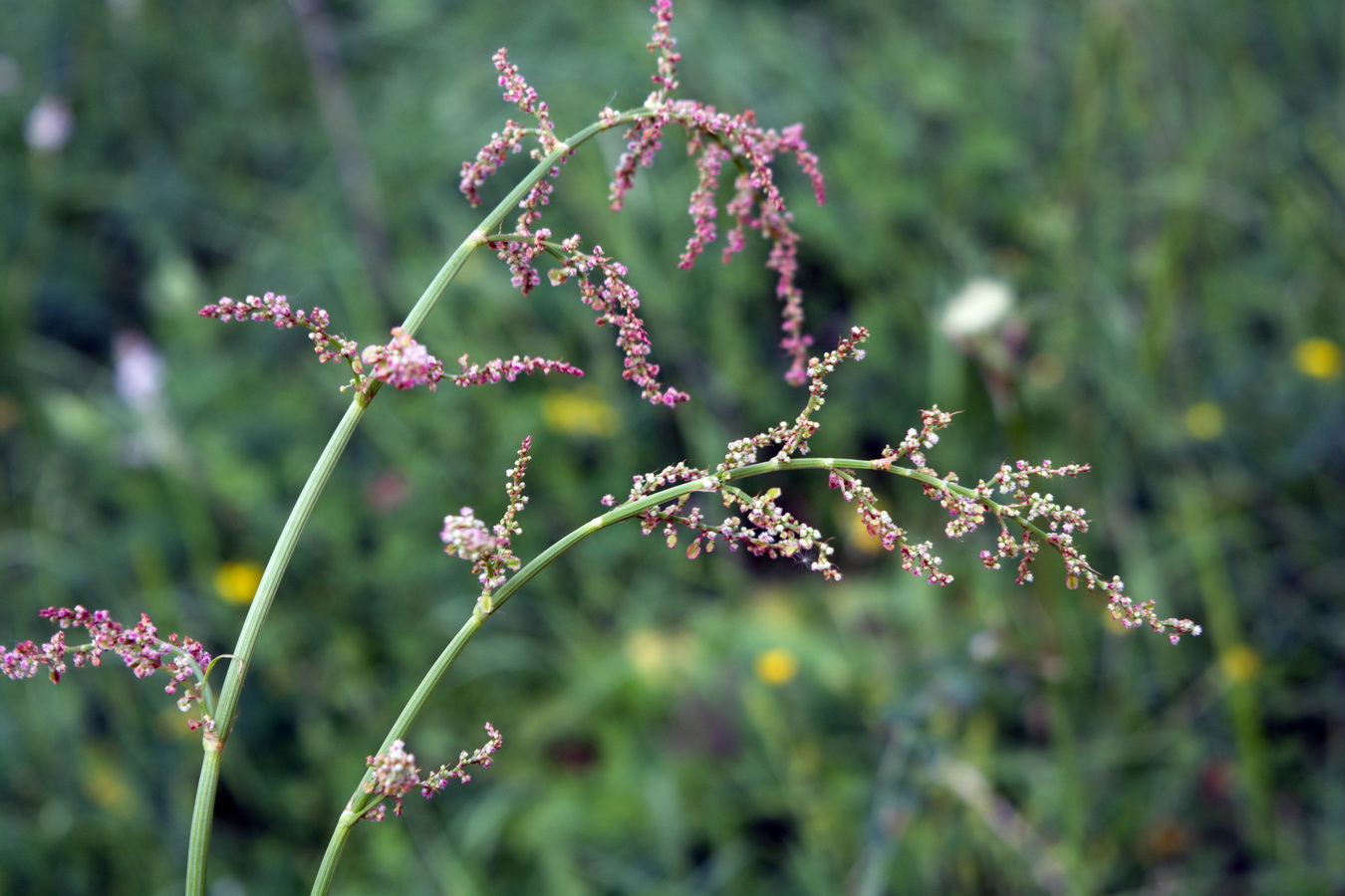 Изображение особи род Rumex.