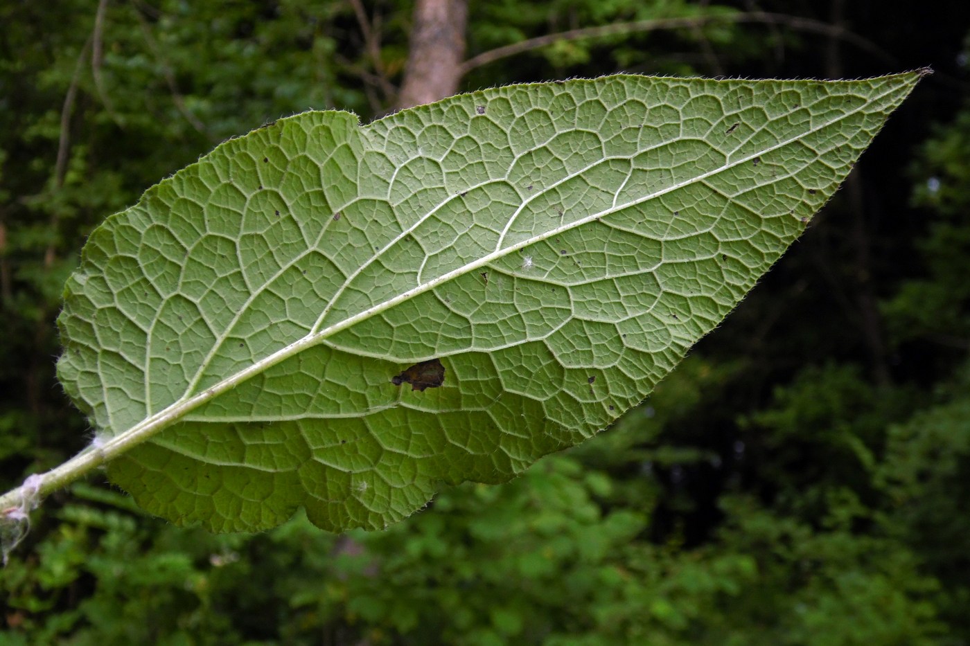 Изображение особи Symphytum asperum.