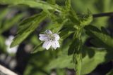 Geranium sibiricum