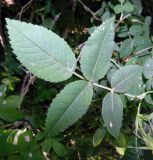 Rosa corymbifera var. tomentosa