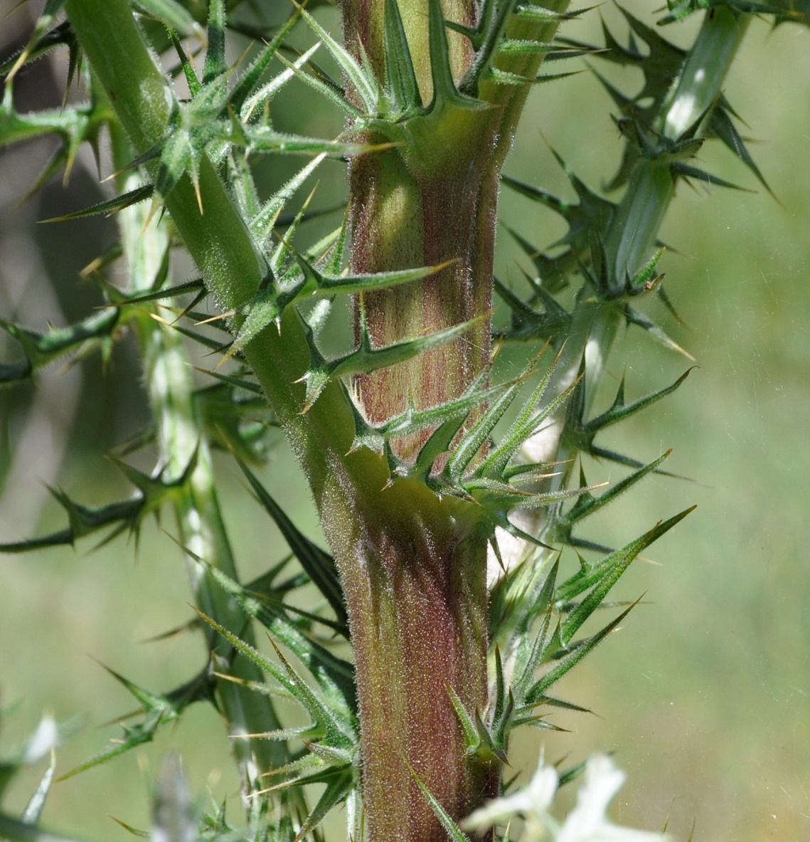 Изображение особи Echinops spinosissimus.
