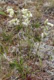 Silene paucifolia