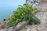 Astragalus utriger