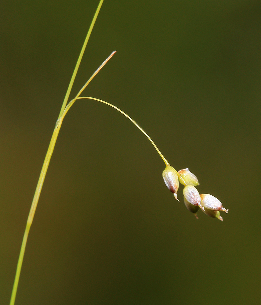Изображение особи Carex sedakowii.