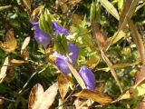 род Aconitum