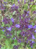 Nepeta ucranica