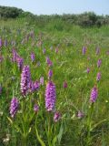 Dactylorhiza praetermissa. Цветущие растения в долине между приморскими дюнами. Нидерланды, Северное море, остров Схирмонниког. Начало июня 2007 г.