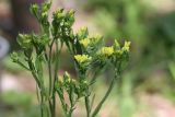 Limonium bonduellei. Верхушка цветущего растения. Томская обл., г. Томск, пос. Заварзино, в культуре. 11.06.2022.