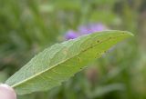 Centaurea abnormis. Лист (нижняя сторона). Республика Адыгея, Кавказский биосферный заповедник, перевал Армянский, 1866 м н.у.м., субальпийский луг. 12.08.2023.