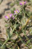 Spergularia rubra. Облепленные песчинками побеги с цветками и бутонами. Беларусь, Витебская обл., дер. Сурмино, берег озера, суходольный луг на песке, низкотравный участок. 22.06.2023.