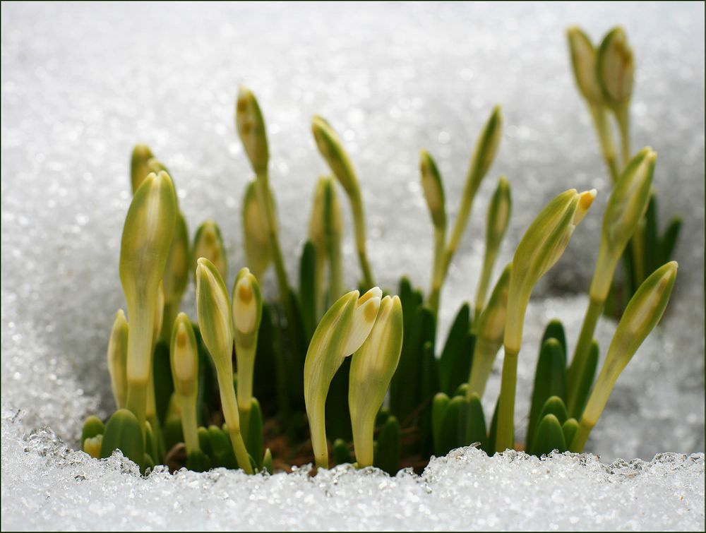 Изображение особи Leucojum vernum.