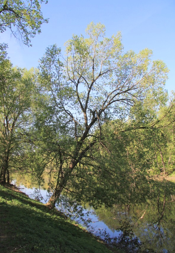 Image of Salix &times; meyeriana specimen.