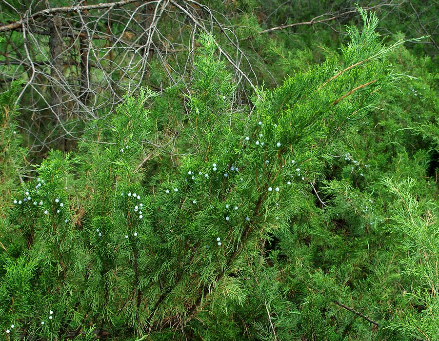 Изображение особи Juniperus sabina.