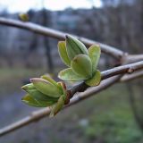 Syringa vulgaris. Разворачивающиеся листья. Чувашия, г. Шумерля. 24 апреля 2007 г.