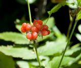 Rubus saxatilis