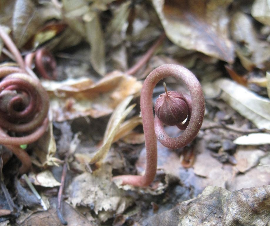 Изображение особи Cyclamen vernum.