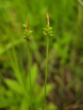 Carex jankowskii. Верхние части стеблей с колосками. Приморский край, Партизанский район, п-ов Трудный, вблизи оз. Лебединого, на сыром лугу. 16.06.2012.