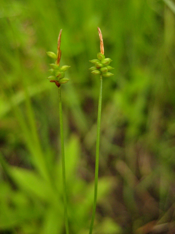 Изображение особи Carex jankowskii.