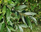 Salix dasyclados × S. myrsinifolia