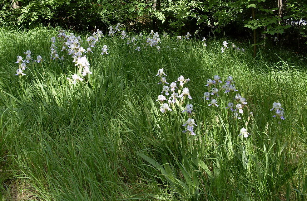 Image of Iris squalens specimen.