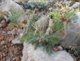 Oxytropis pilosa. Растение со зрелыми вскрывшимися плодами. Крым, гора Чатырдаг, нижнее плато, каменистый склон. 29 сентября 2012 г.