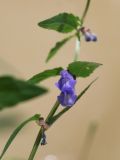 Scutellaria galericulata