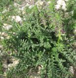 Acanthus syriacus. Расцветающее растение. Израиль, Северный Негев, лес Лаав. 25.02.2013.