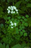 Thalictrum sachalinense. Соцветия. Сахалин, г. Южно-Сахалинск, Весточка, берег реки Комиссаровка. 22.06.2013.