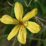 Hypericum alpigenum. Цветок с охотящимся цветочным пауком. Украина, Закарпатская обл., Межигорский р-н, полонина на вершине горы Гымба. 24 июля 2013 г.