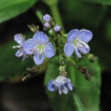 Veronica anagallis-aquatica