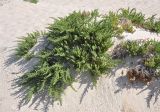Cornulaca ehrenbergii. Взрослое растение на песчаном пляже. Сокотра, залив Шуаб. 04.01.2014.