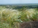 Stipa ucrainica