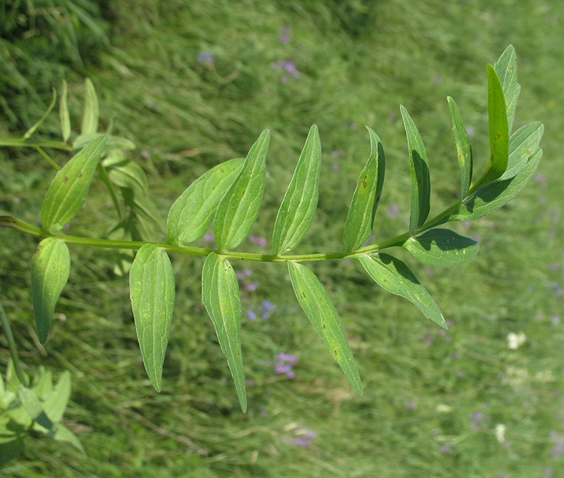 Изображение особи Valeriana rossica.