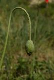 Papaver laevigatum