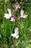 Linaria incarnata. оцветие. Ярославль, ст. Полянки, заросший газон. 13 июля 2014 г.