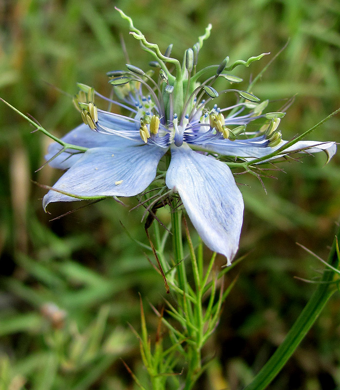 Изображение особи Nigella elata.