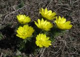 Adonis vernalis