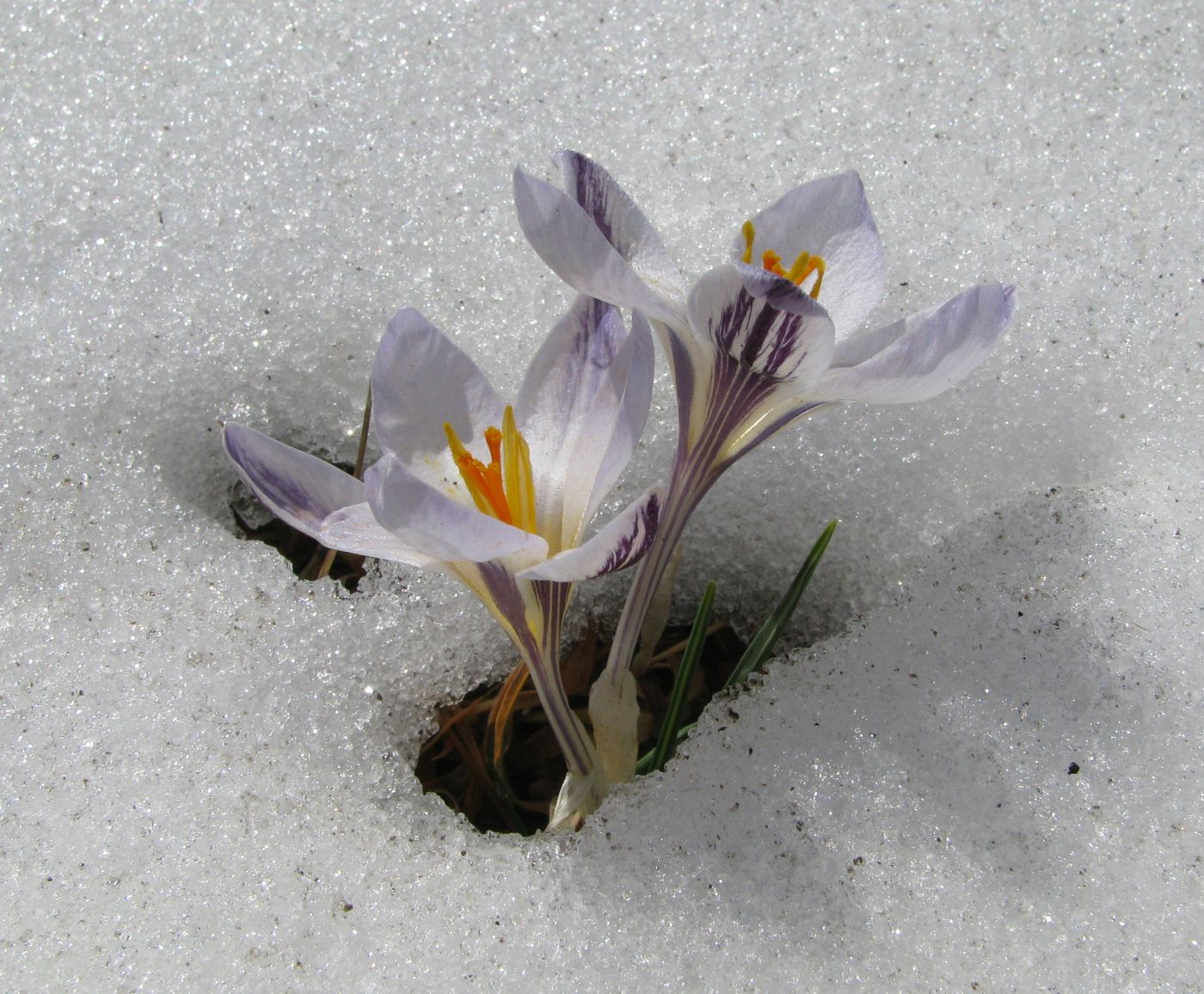 Изображение особи Crocus reticulatus.