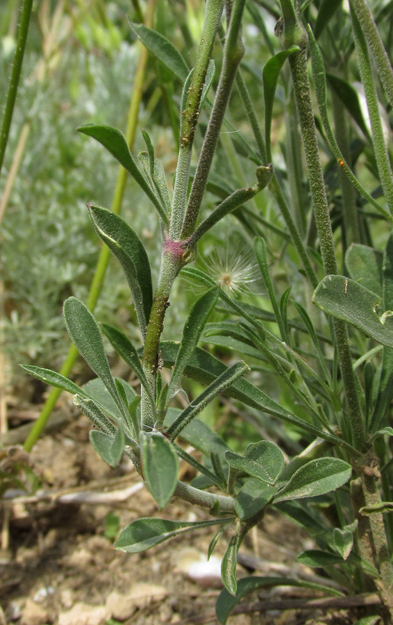 Изображение особи Silene hellmannii.