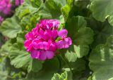 Pelargonium hortorum. Соцветие. Греция, о. Крит, Ретимно (Ρέθυμνο), городское озеленение. 07.05.2014.