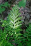 Pyrethrum corymbosum