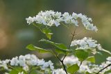 Deutzia parviflora. Веточка с соцветиями. Амурская обл., Хинганский заповедник, Хинганское лесн., р. Карапча, хвойно-широколиственный лес. 07.06.2013.