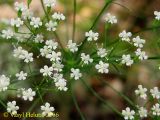 Falcaria vulgaris