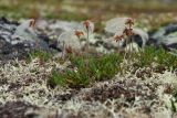 Dryas octopetala подвид subincisa. Плодоносящие растения в приморской тундре. Мурманская обл., окр. пос. Дальние Зеленцы близ мыса Аварийный, каменистая лишайниково-кустарничковая тундра. 29.07.2016.