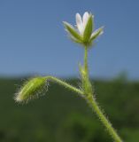 Cerastium brachypetalum подвид tauricum. Верхушка побега с соцветием. Краснодарский край, м/о г. Новороссийск, гора Рябкова, скальное обнажение. 06.05.2017.