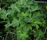 Trollius europaeus