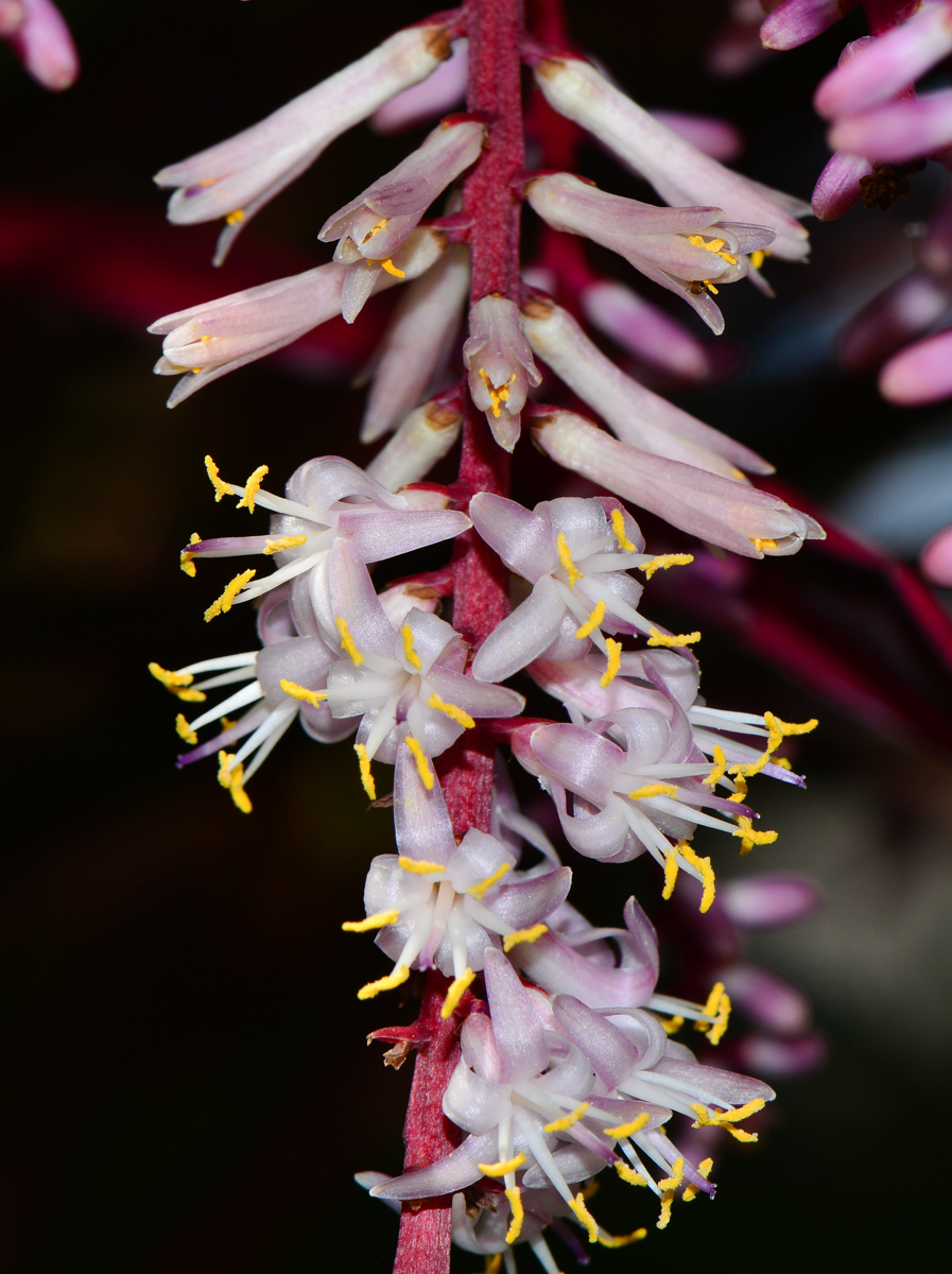 Image of Cordyline fruticosa specimen.